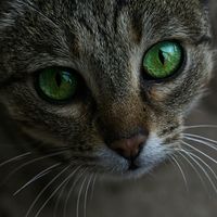 Portrait of Sofia Kravchuk, eye practice expert